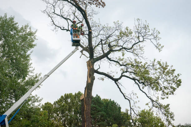 Best Tree Health Inspection  in Jasper, AL